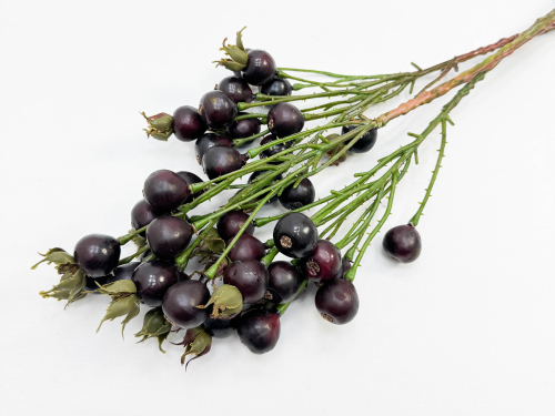 Шиповник "Глобус" бордовый