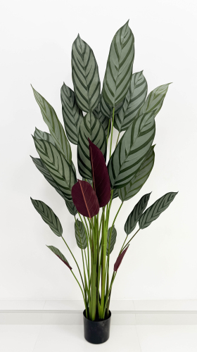 Калатея Маджестика 180 см