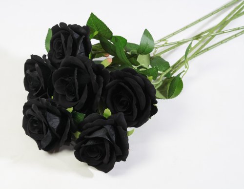 Роза "Полночь"