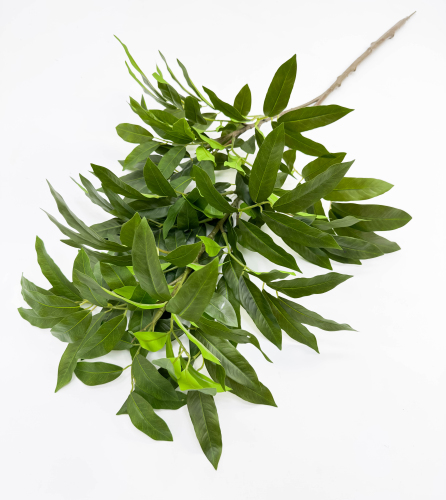 Манго ветка большая