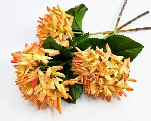 Гортензия "Кружевной шёлк" светло-оранжевая