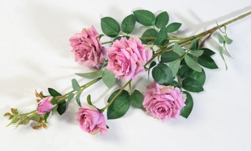 Ветка розы "Сфинкс" жимолость