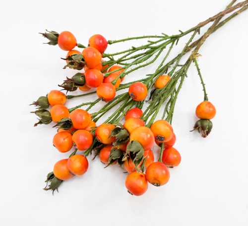 Шиповник "Глобус" оранжевый