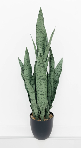 Сансевиерия трёхполосная Сильвер Мист 90 см