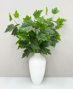 Ветка клена зеленая