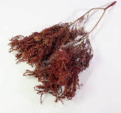 Чайное дерево 1