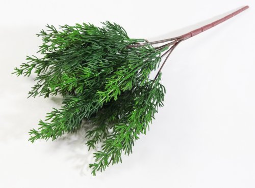 Ветка туи темно-зеленая