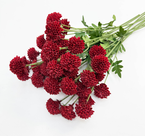 Георгин помпонный бордовый