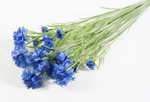 Василек синий