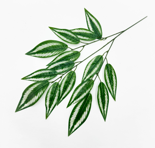 Лист аглаонемы 