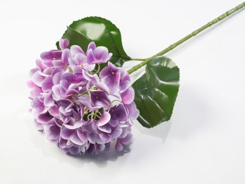 Гортензия фиолет