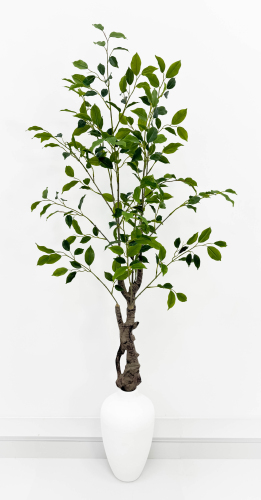 Куст фикуса "Бенджамина" 130 см БЕЗ КШПО