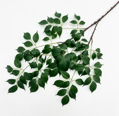 Ветка фикуса