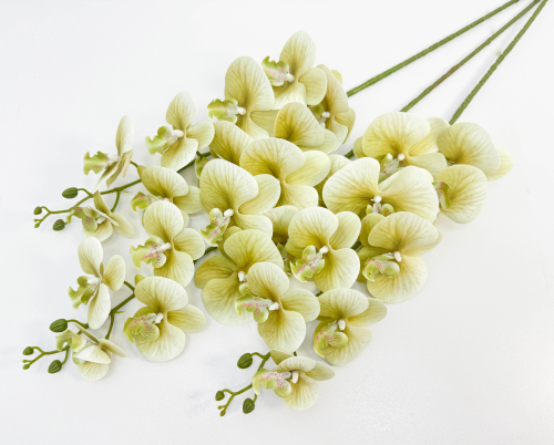 Ветка орхидеи