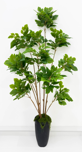 Лимонник 12 крон 215 см БЕЗ КАШПО!!!