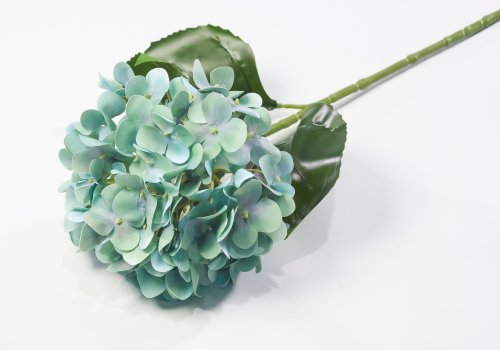 Гортензия аквамарин