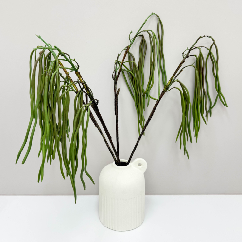 Селеницереус веркли