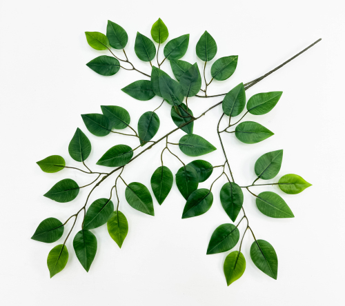 Фикус "Грин"