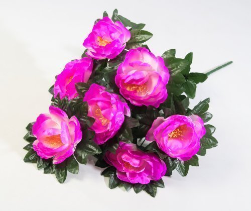 Пион "Аттракцион" 7 цветков