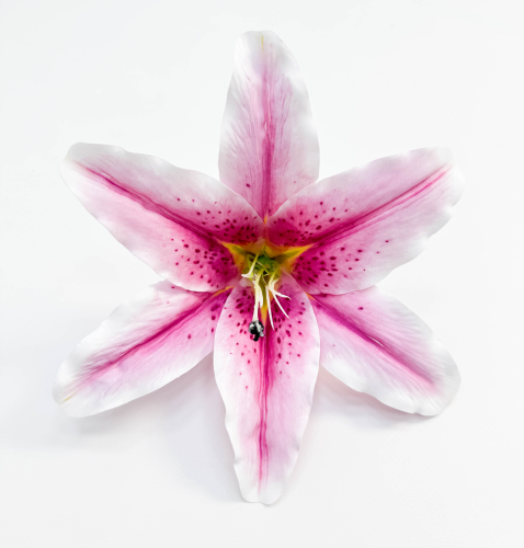 Насадка лилии латекс розовая