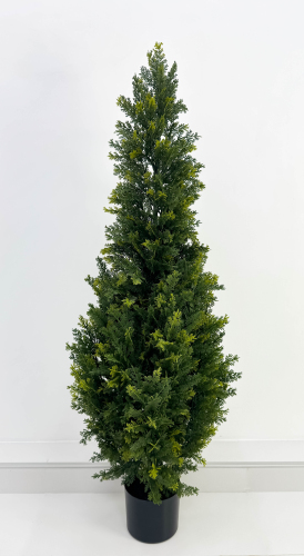 Туя Брабант 120 см