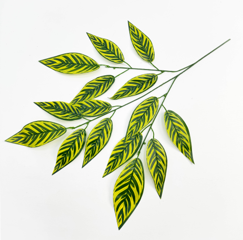 Лист калатеи