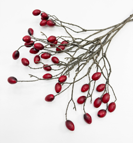 Ветка оливы с красными плодами