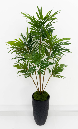 Драцена "Кредо" 6 крон 163 см БЕЗ КАШПО!!!