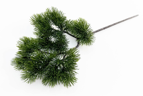 Сосна бонсай темный