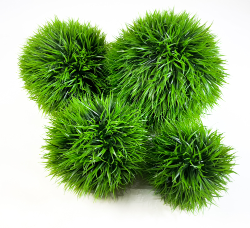 Самшит "Осока" №2