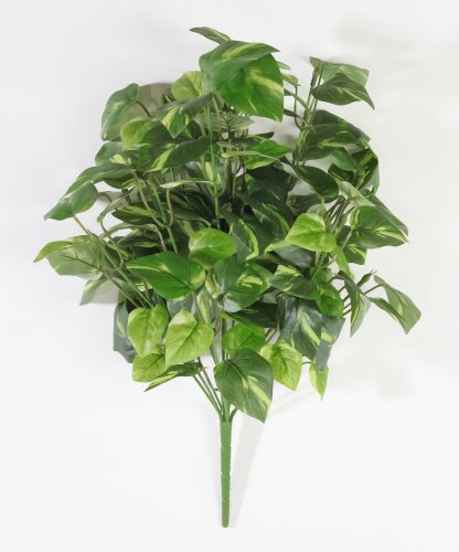 Эпипремнум 14 веток