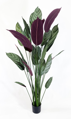 Калатея Маджестика 160 см