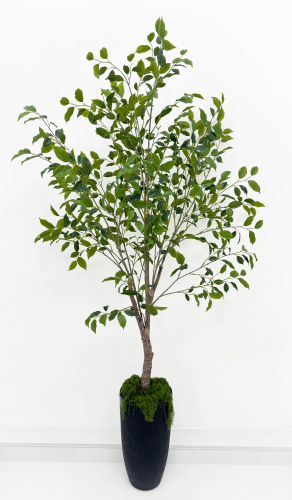 Куст фикуса "Бенджамина" 180 см БЕЗ КШПО