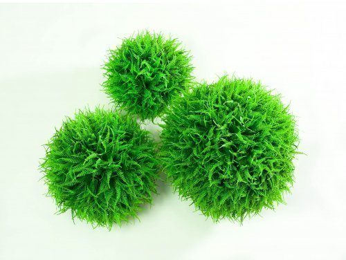 Самшит "Папоротник" №1