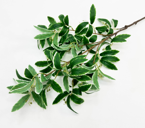 Хойя на высокой ноге