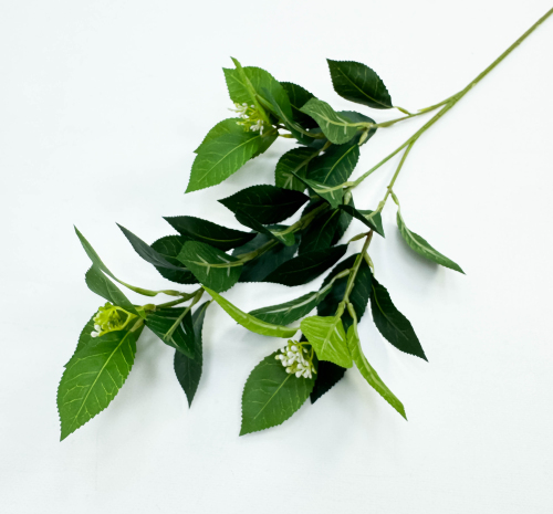 Калина лавровидная 