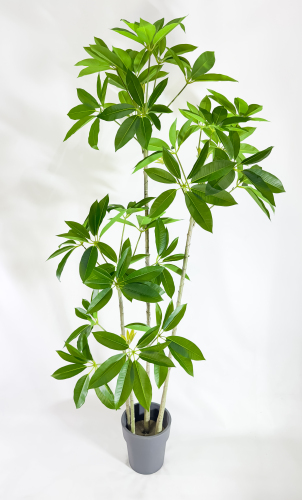 Шеффлера Амата БЕЗ КАШПО 200 см