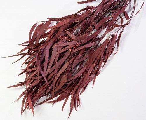 Эвкалипт Николи 2