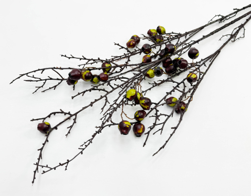 Ветка с зелеными плодами эвкалипта