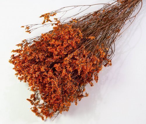 Лимониум стабилизированный 3