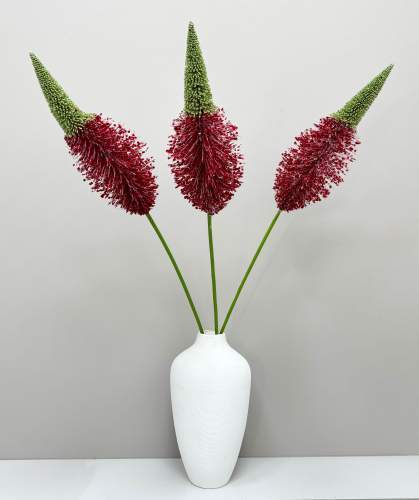 Эремурус "Бордовый пушистик"