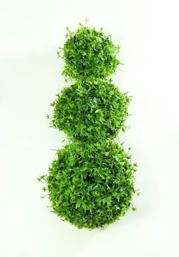 Самшит Клен№2