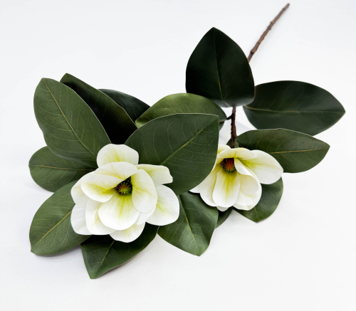 Ветка магнолии с белым цветком