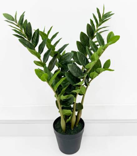 Замиокулькас кустовой 70 см