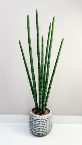 Сансевиерия цилиндрик 97 см
