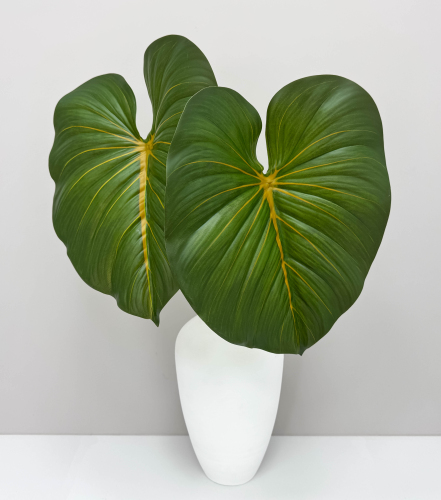 Филодендрон крупный "Осень"