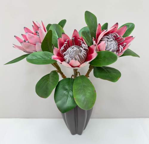 Протея артишоковая "Мадиба"