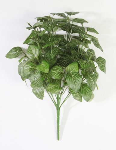 Фиттония 14 веток