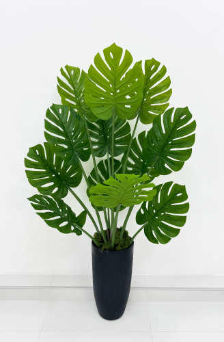Монстера южно-американская 135 см БЕЗ КАШПО