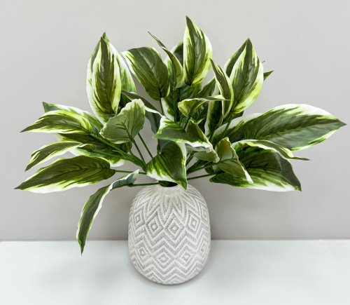 Аглаонема комнатная 9 листов